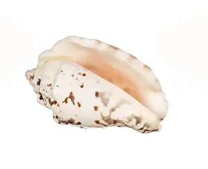 Deserted Beach Shell Prints: Seashell isolated on white background