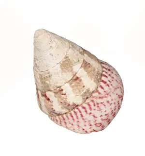 Deserted Beach Shell Prints: Seashell isolated on white background