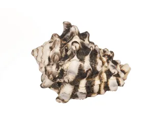 Deserted Beach Shell Prints: Seashell isolated on white background