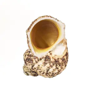 Decorative Item Prints: Seashell isolated on white background