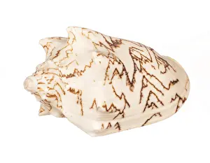 Deserted Beach Shell Prints: Seashell isolated on white background