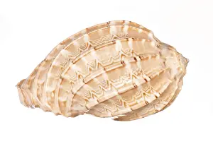 Deserted Beach Shell Prints: Seashell isolated on white background