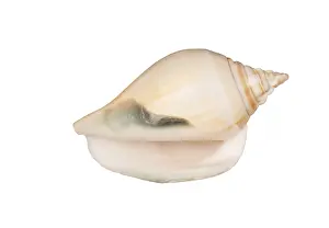 Deserted Beach Shell Prints: Seashell isolated on white background