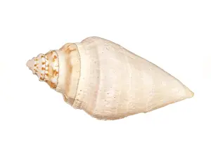 Bivalve Mollusk Shell Prints: Seashell isolated on white background