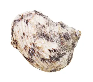 Studio Shot Of Snail Shell Prints: Seashell of snail shells individually on white background