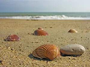 Sandy Beach Scene Prints: Seashells in the sand