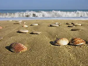 Bivalve Shells Prints: Seashells in the sand