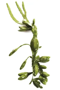 Seaweed Nutrition Prints: Seaweed