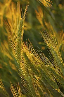 Saxony Landscape Photography Prints: Secale cereale