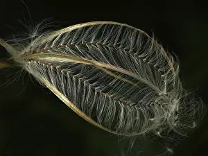 Deserted Fruit Stand Prints: Seed head of a great willowherb