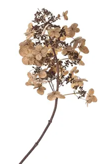 Panicle Hydrangea Prints: Seed head of a panicle hydrangea (Hydrangea paniculata) on a white background
