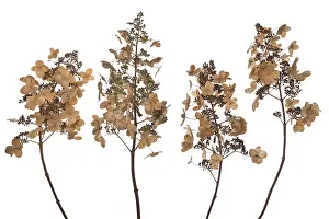 German Garden Plants Prints: Seed head of a panicle hydrangea (Hydrangea paniculata) on a white background