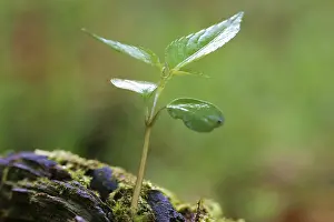 Open Air Planting Prints: Seedling in spring