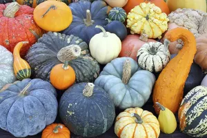 Colorful Pumpkins Prints: Selection of different varieties of pumpkin