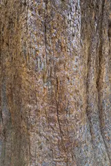 Sequoia Tree Bark Prints: Sequoia bark (Sequoioideae), tree bark