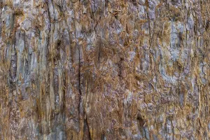 Coniferous Tree Bark Prints: Sequoia bark (Sequoioideae), tree bark