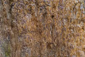 Coniferous Tree Bark Prints: Sequoia bark (Sequoioideae), tree bark
