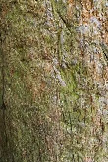 Coniferous Tree Bark Prints: Sequoia bark (Sequoioideae), tree bark