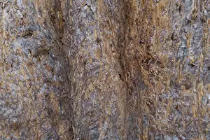 Coniferous Tree Bark Prints: Sequoia bark (Sequoioideae), tree bark