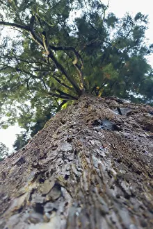 Sequoia Tree Trunk Prints: Sequoia (Sequoioideae), tree trunk