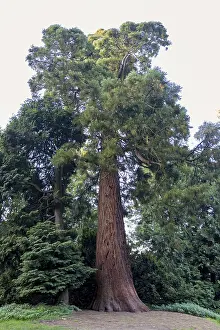 Coniferous Trees Europe Prints: Sequoia (Sequoioideae), tree trunk