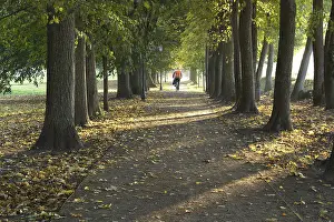 Images Dated 25th September 2024: Autumn Pathway Print