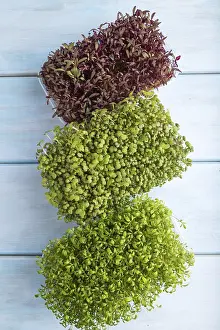 Agricultural Crop Pictures Prints: Set of boxes with microgreen sprouts of amaranth