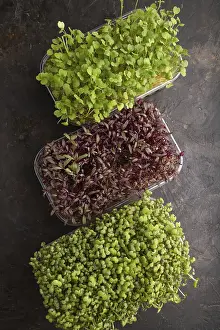 Salad Ingredients Prints: Set of boxes with microgreen sprouts of amaranth