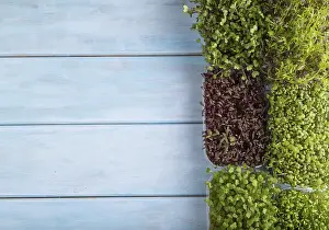 Blue Wooden Background Image Prints: Set of boxes with microgreen sprouts of amaranth