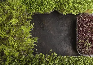 Rucola Salad Prints: Set of boxes with microgreen sprouts of amaranth
