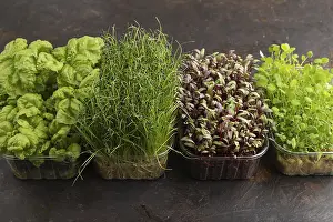 Black Background Photography Prints: Set of boxes with microgreen sprouts of onion