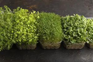 Chrysanthemum Flowers Prints: Set of boxes with microgreen sprouts of spinach