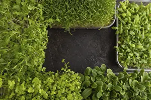 Chrysanthemum Flowers Prints: Set of boxes with microgreen sprouts of spinach