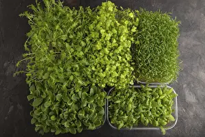Kitchen Herbs Prints: Set of boxes with microgreen sprouts of spinach