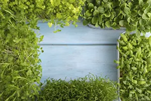 Chrysanthemum Flowers Prints: Set of boxes with microgreen sprouts of spinach