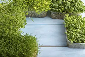 Medicinal Plant Pictures Prints: Set of boxes with microgreen sprouts of spinach