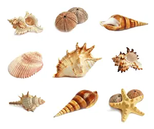 Marine Animals Prints: Set of seashells, starfish and echinus on a white background