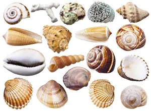 Sea Snail Prints: Set of Various Mollusc Shells Print
