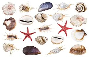 Sea Snail Prints: Set of Various Seashells Print Against White Background