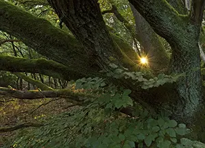 Atmospheric Evening Light Germany Prints: Setting sun shining through an old oak tree