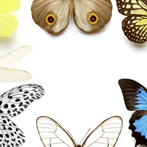 Flying Insects In Habitat Prints: Sh_pKaYxo7A