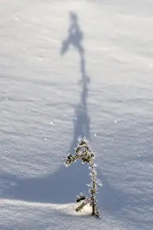 Emsland Germany Photos Prints: Shadow-casting grasses in snow