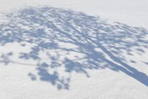 Hoarfrost Details Prints: Shadows of trees on snow