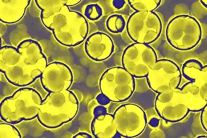 Framed Print : Bacterial Cell Shapes Print: Cocci, Bacilli, Spirilla Framed Print : Bacterial Cell Shapes Print: Cocci, Bacilli, Spirilla