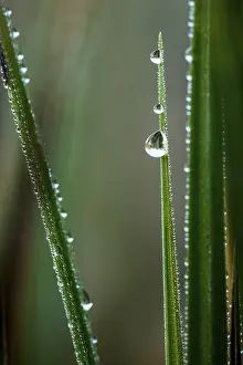 Dew Drops On Grass Prints: Sharp blade of grass with dew drops, Germany