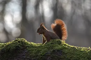 Prints of The sharp gnawing teeth of the squirrel (Sciurus vulgaris) can be seen against the light, sweet, cute, February, Germany Red Squirrel Prints: The Sharp Gnawing Teeth of the Squirrel Print