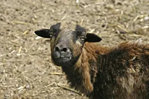 Farm Animals Prints: Sheep