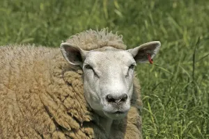 Deserted Landscape Animals Prints: Sheep