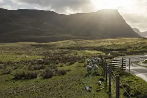 British Countryside Landscape Photography Prints: Sheep in the backlight, pasture