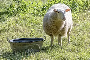 Domestic Sheep Prints: Sheep on dike eats grass